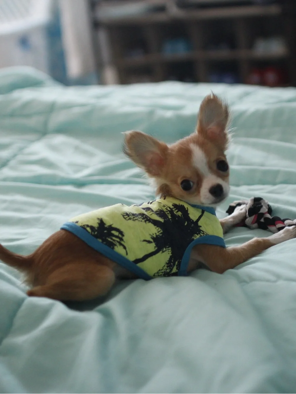 Neon Lime Palm Print Pet Tank with Blue Trim